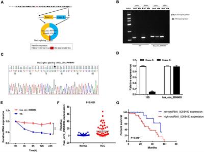 Methyltransferase-Like 3-Mediated m6A Methylation of Hsa_circ_0058493 Accelerates Hepatocellular Carcinoma Progression by Binding to YTH Domain-Containing Protein 1